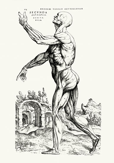 Musculature Structure of a Man (b/w neg & print) van Andreas Vesalius