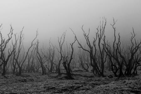 kabut pagi di hutan mati