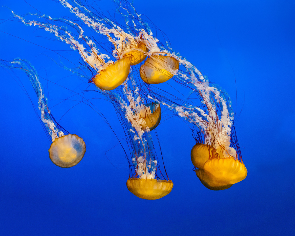 Dancing Jellyfish, #300 van Andrew Beavis