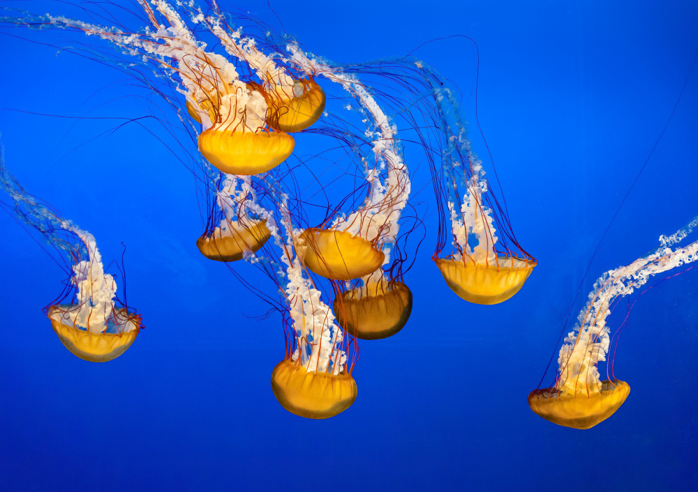 Dancing Jellyfish, #301 van Andrew Beavis