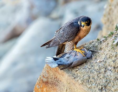 Falcon with prey.
