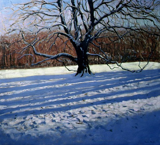 Large Tree, Snow, Calke Abbey (oil on canvas)  van Andrew  Macara
