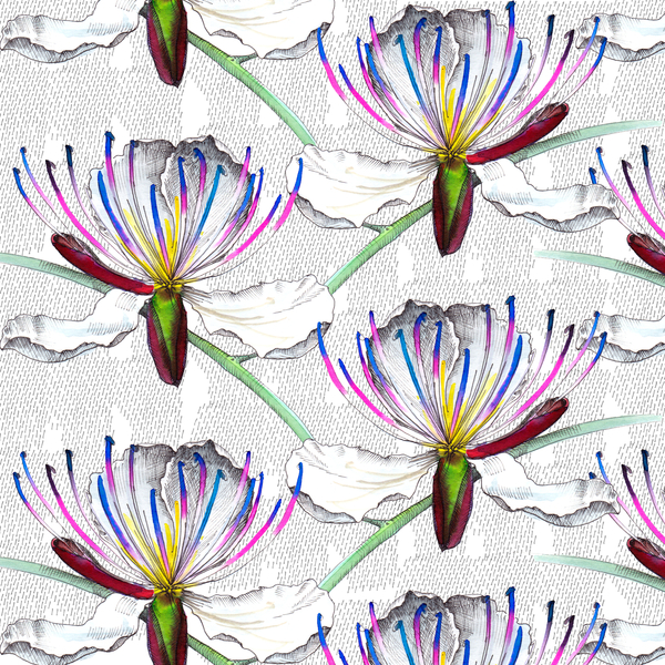 Caper flowers van Andrew Watson