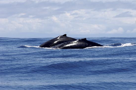 Request Greenland to hunt whales worries environmentalists van Anel Kenjekeeva