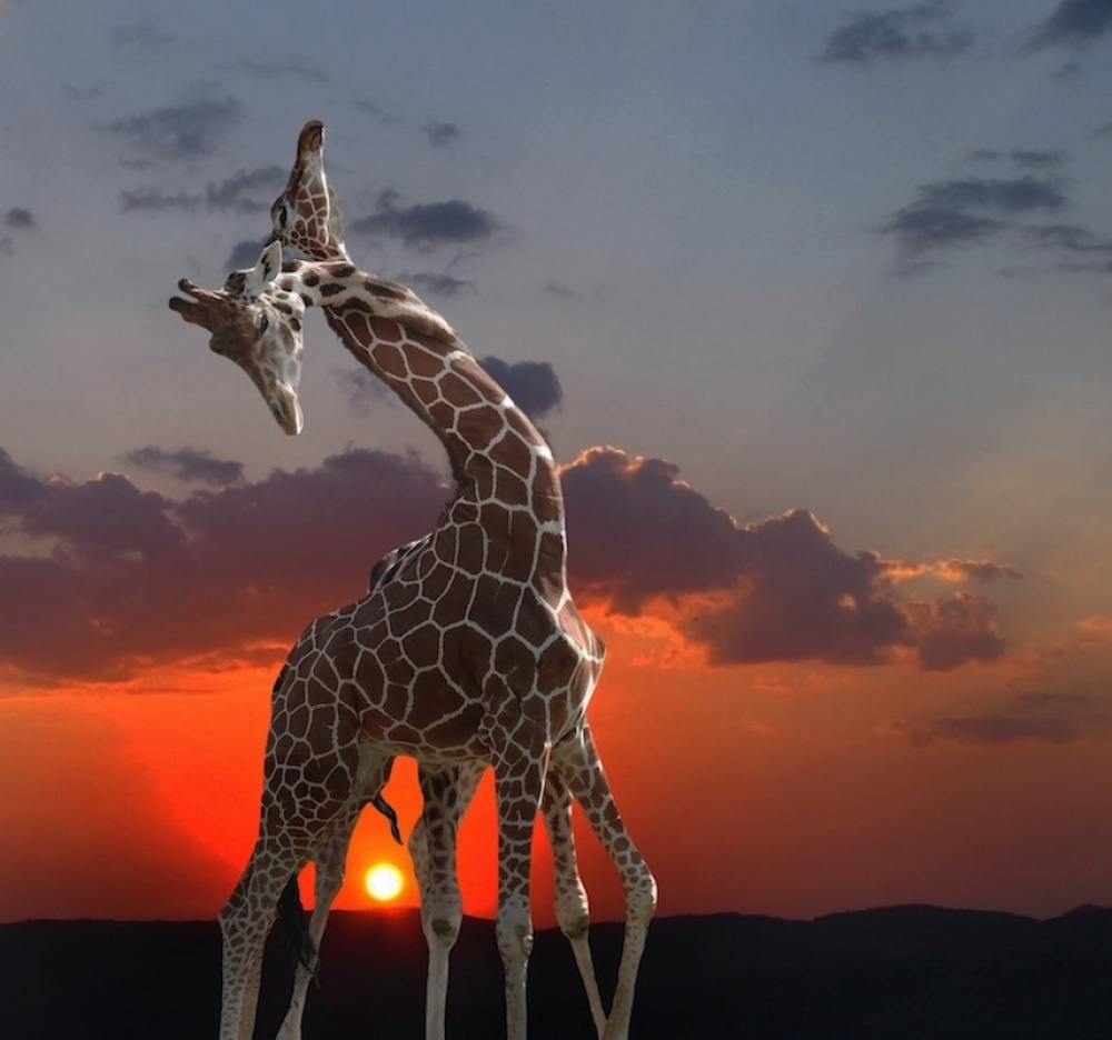 girafes at sunset van Anna Cseresnjes