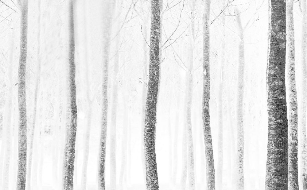 forest van Anna Cseresnjes