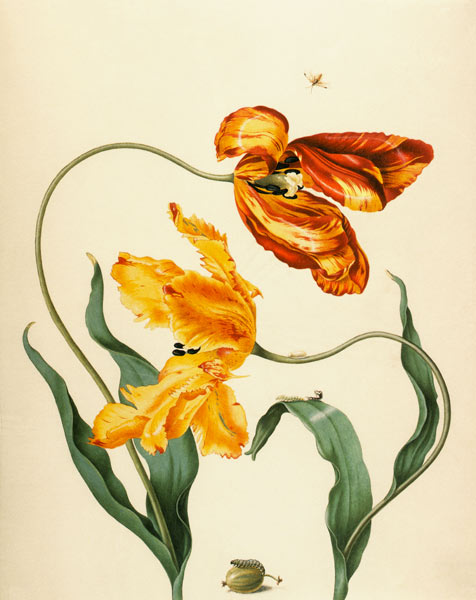 Tuin tulpen, kruisbes en gele kruisbes wesp  van Anna Maria Sibylla Merian