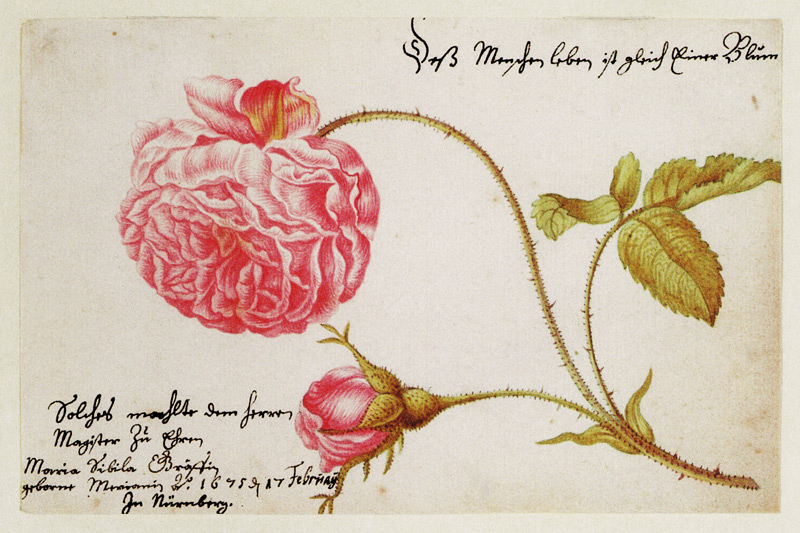 Albumblatt mit einer Rose van Anna Maria Sibylla Merian