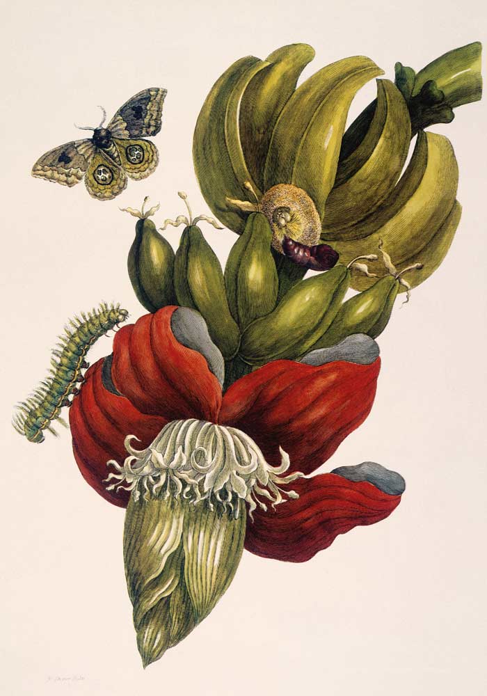 Blühende Banane und Automeris (Musa sapientium und Automeris liberia). van Anna Maria Sibylla Merian