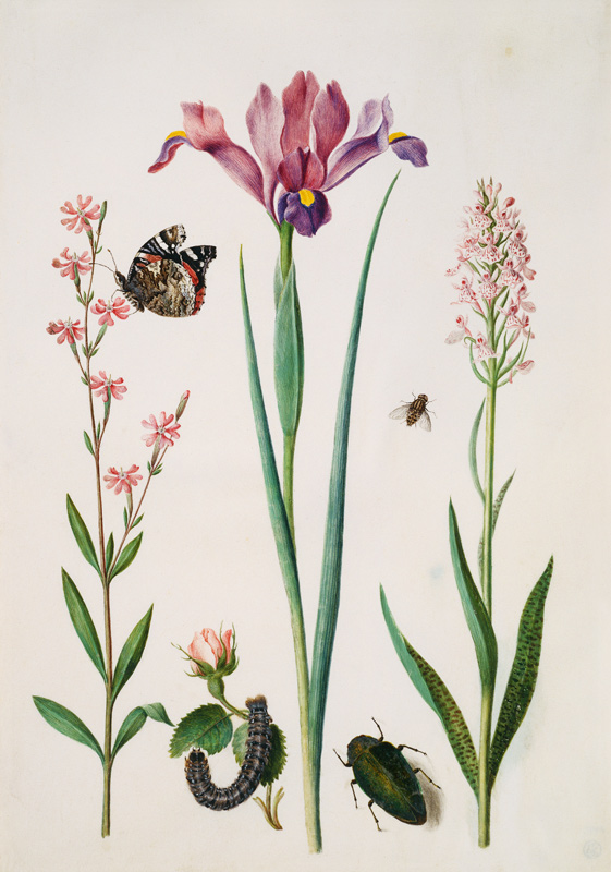 Catchfly with admiral, rose with fox moth, iris, hoverfly, jewel beetle and orchid van Anna Maria Sibylla Merian
