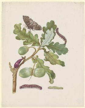 Oak branch with owlet moth, caterpillars and pupa
