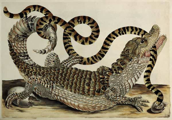 Alligator and Snake van Anna Maria Sibylla Merian