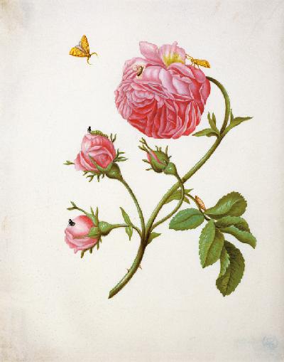 Roos met vlinders in verschillende standen