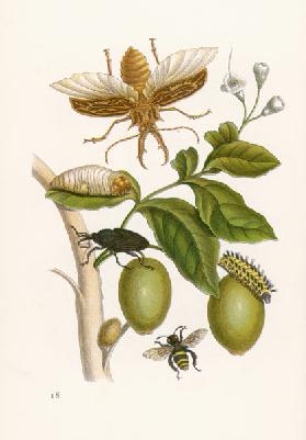 Genipa americana and Insects / Merian
