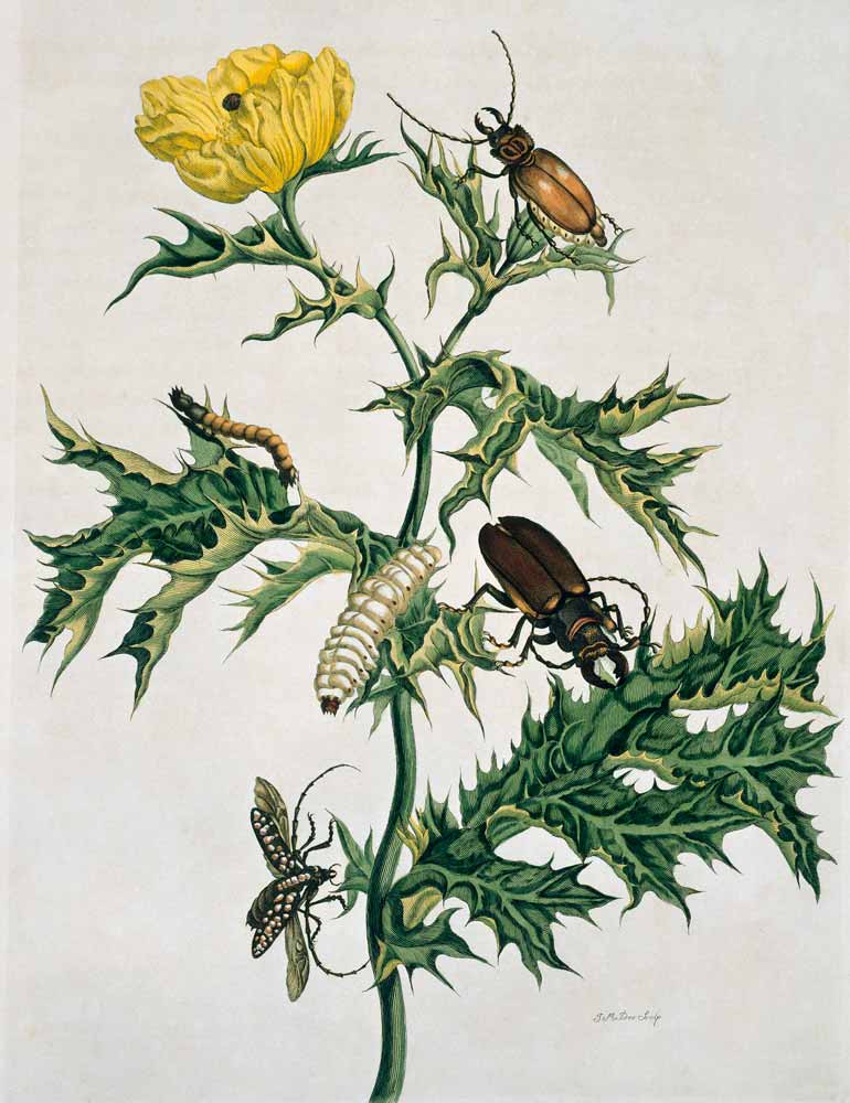 Zwei Käferarten, Illustration aus 'Metamorphosis Insectorum ...' van Anna Maria Sibylla Merian