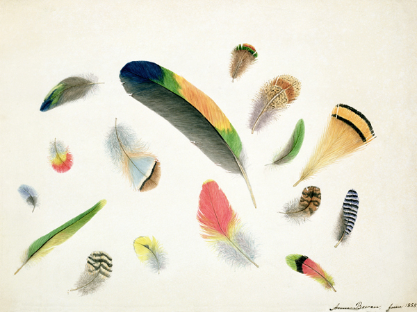 Studies of Feathers van Anne Bowen