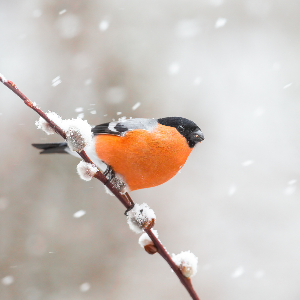 Bullfinch in a snowstorm. van Annie Keizer