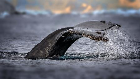 Humpback whale, the owner of Antarctic Ocean