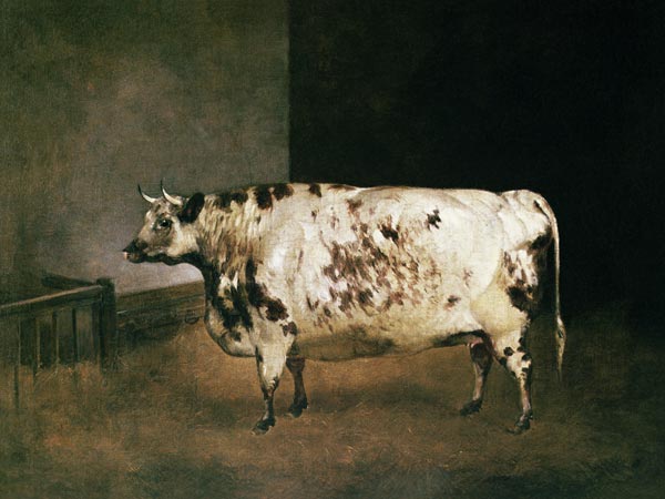 Shorthorn Cow van Anoniem
