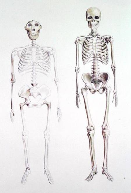 Skeletons of Australopithecus Boisei and Homo Sapiens van Anoniem
