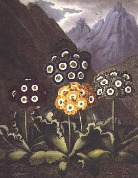 Auriculas from Dr John Robert Thorntons Temple of Flora, or Garden of the Botanist, Poet, Painter an
