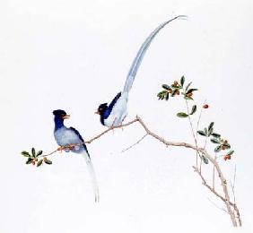 Red-billed blue magpies, on a branch with red berries