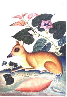 Study of a Mouse Deer by a Flowering Sweet Potato Plant, Company School