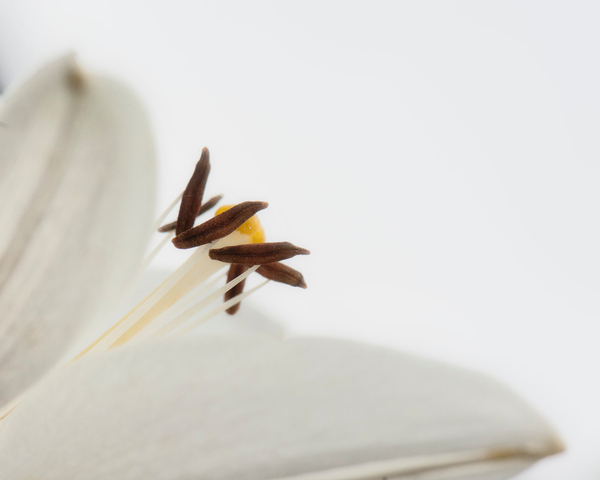 Delicate White Flower van Ant Smith