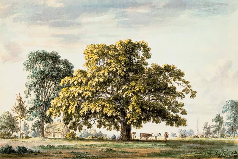A Walnut Tree at Denton, near Grantham  and van Anthony Devis