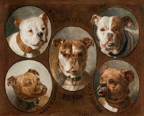 Nell, Dido, Punch, Maggie lauder and Alexander, English Bulldogs