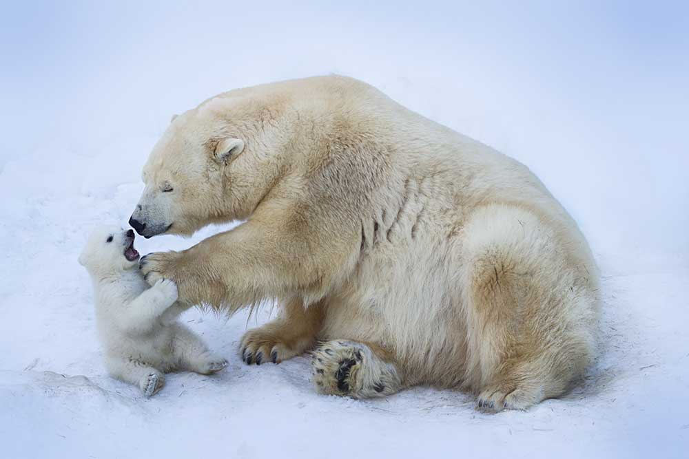 Polar bear with mom van Anton Belovodchenko