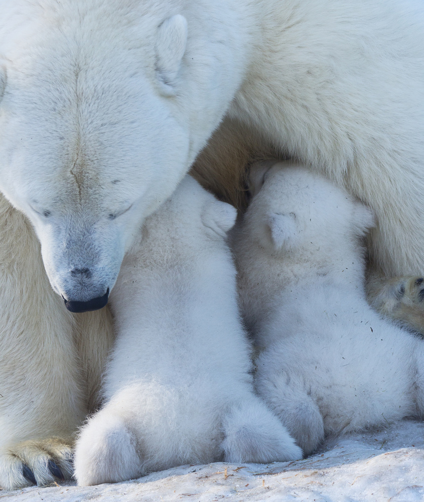 Polar bear mom feeding twins cub van Anton Belovodchenko