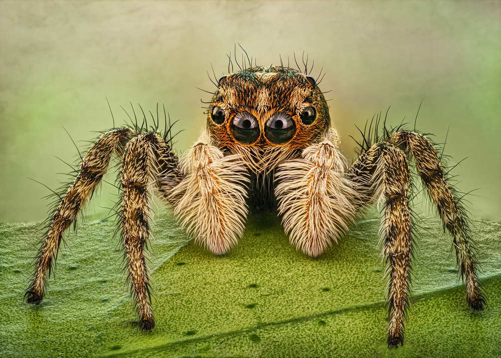 Portrait of a jumping spider van Antoni Figueras
