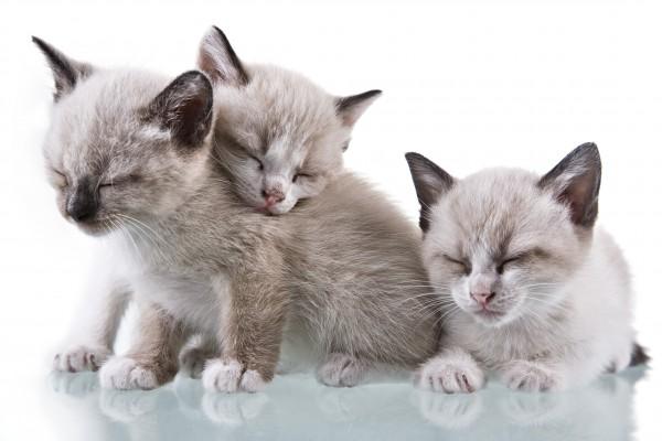 Baby Kittens Sleeping van Antonio Nunes