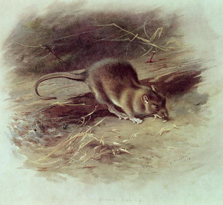 Brown Rat (Rattus norvegicus) 1918 (coloured engraving) van Archibald Thorburn