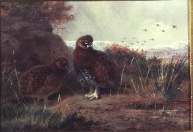 Grouse in a Winter Landscape