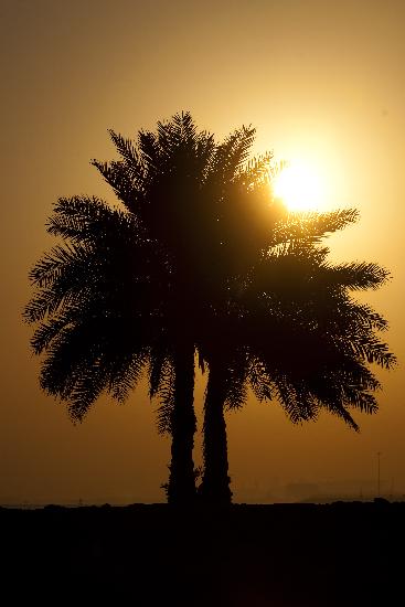 Katar - Sonnenaufgang in Doha van Arno Burgi