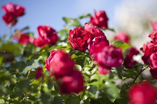 Rote Rosen van Arno Burgi