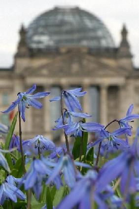Blumenwiese vor Reichstag