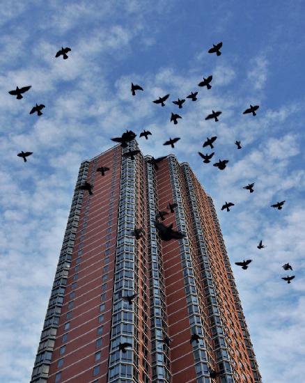 Birds over Manhattan New York