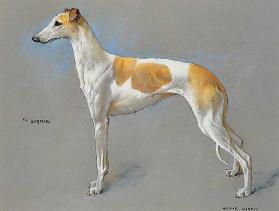 The white and fawn champion greyhound bitch Barmaid