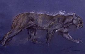 Puma (chalk on paper)