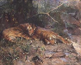 Tigers resting by a stream