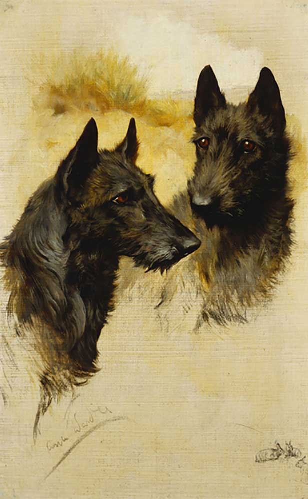 Two Scottish Terriers van Arthur Wardle