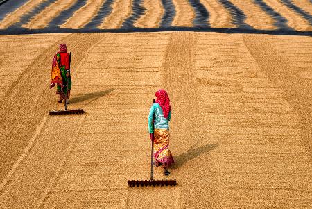 Paddy Processing