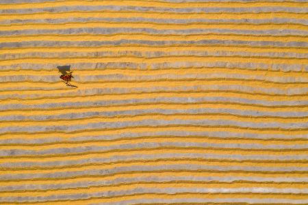 Woman working in rice field