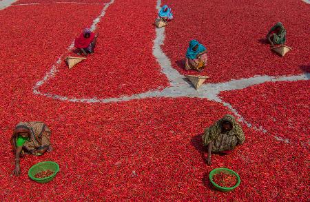 Women collecting red chilies