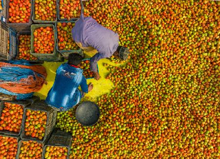 Harvesting tomato