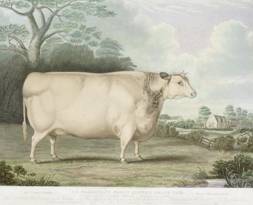 The Habertoft Short Horned Prize Cow, engraved by C. Hunt, 1842 (colour engraving) van B. Hubbard