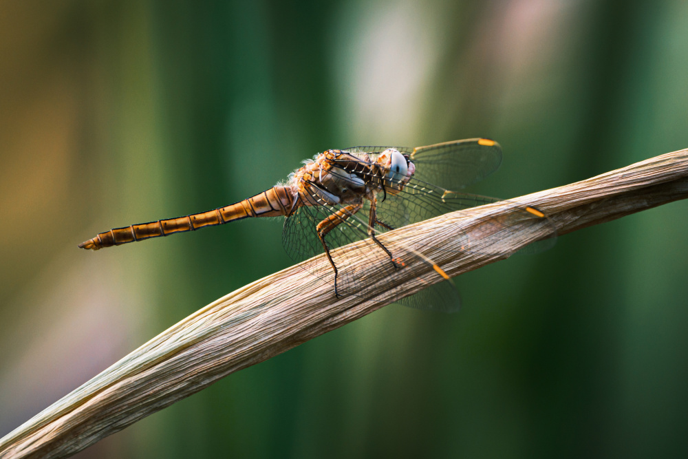 Dragonfly van Balázs Lukácsi